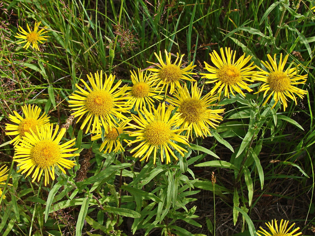 Изображение особи Inula britannica.