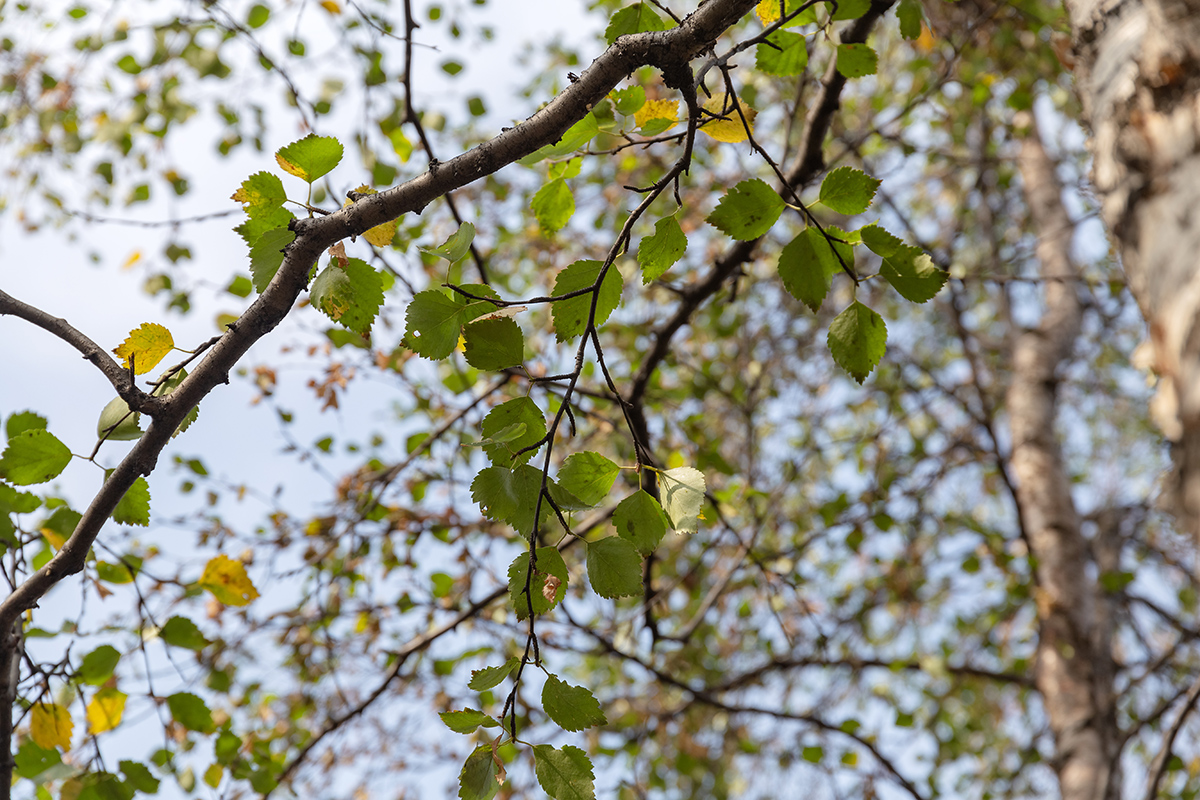 Изображение особи Betula czerepanovii.