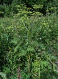 Heracleum sibiricum