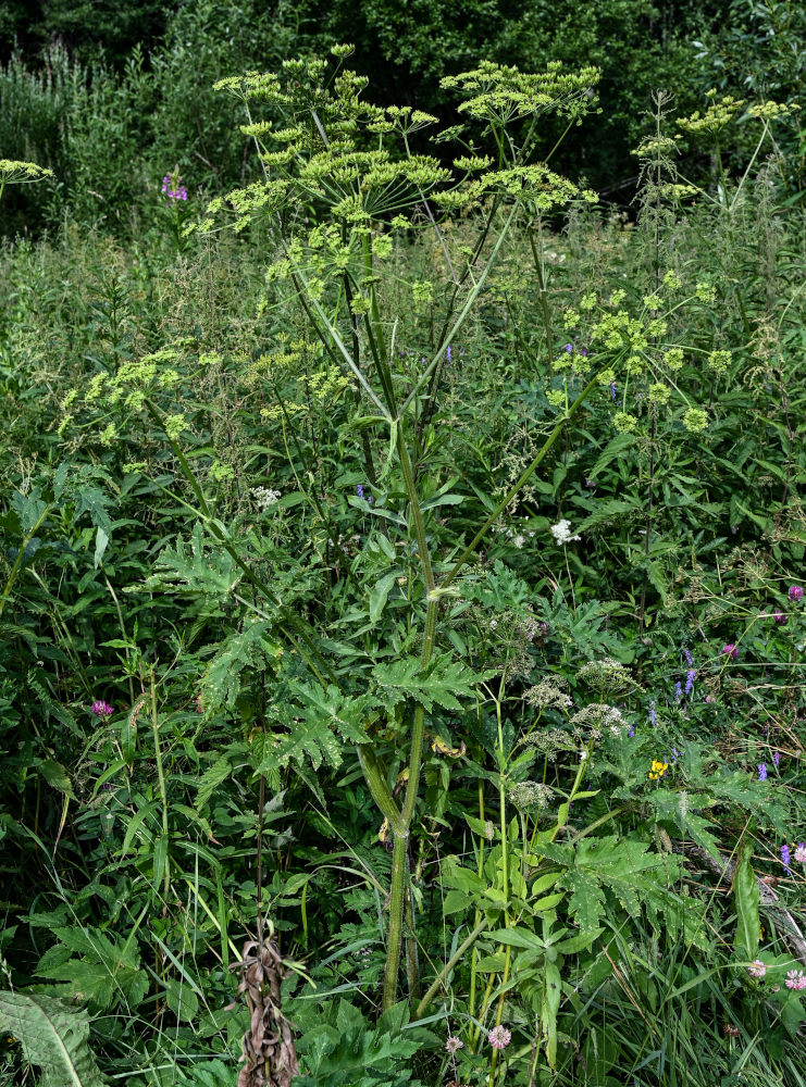 Изображение особи Heracleum sibiricum.