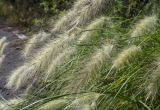 Pennisetum villosum