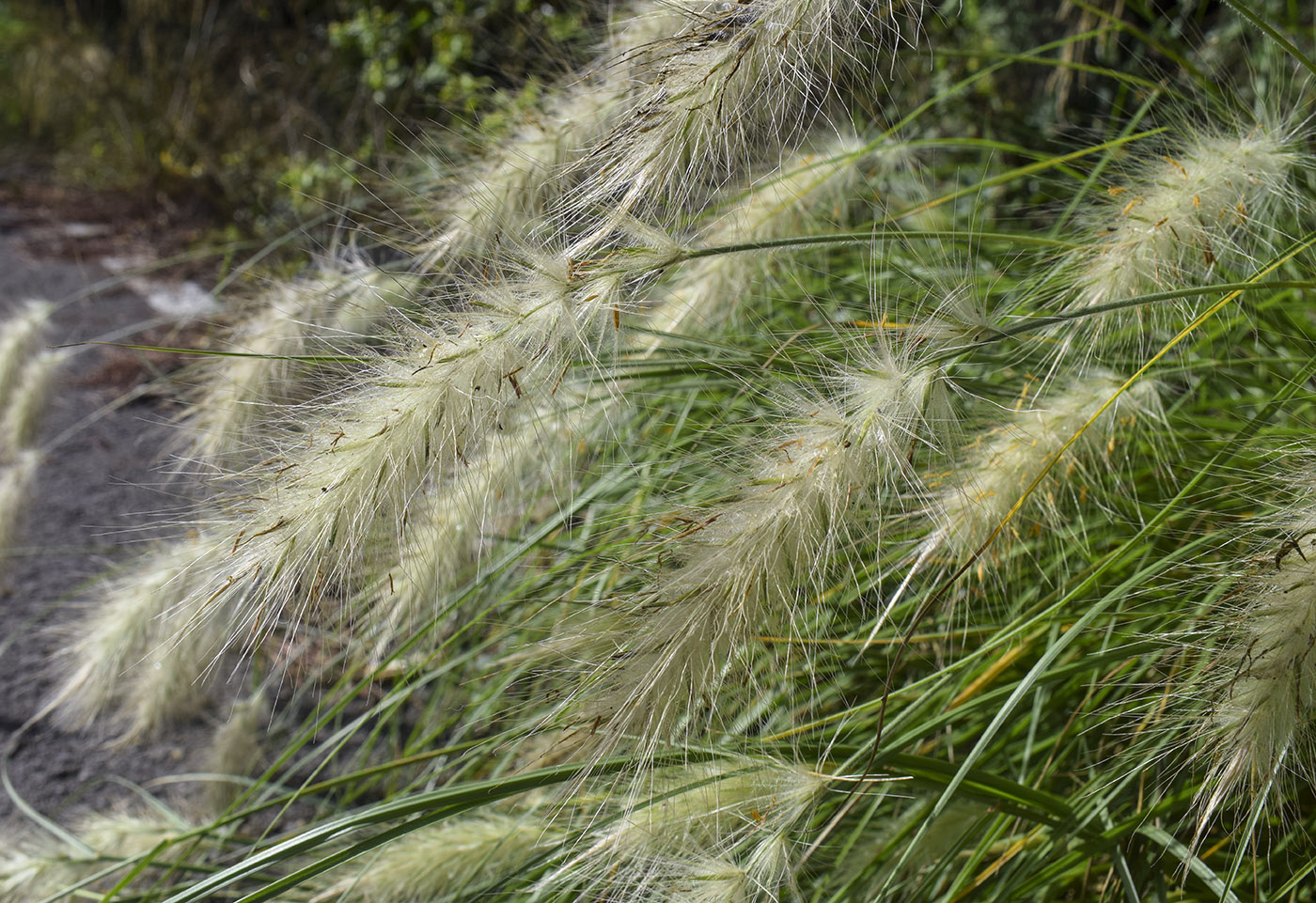 Image of Pennisetum villosum specimen.