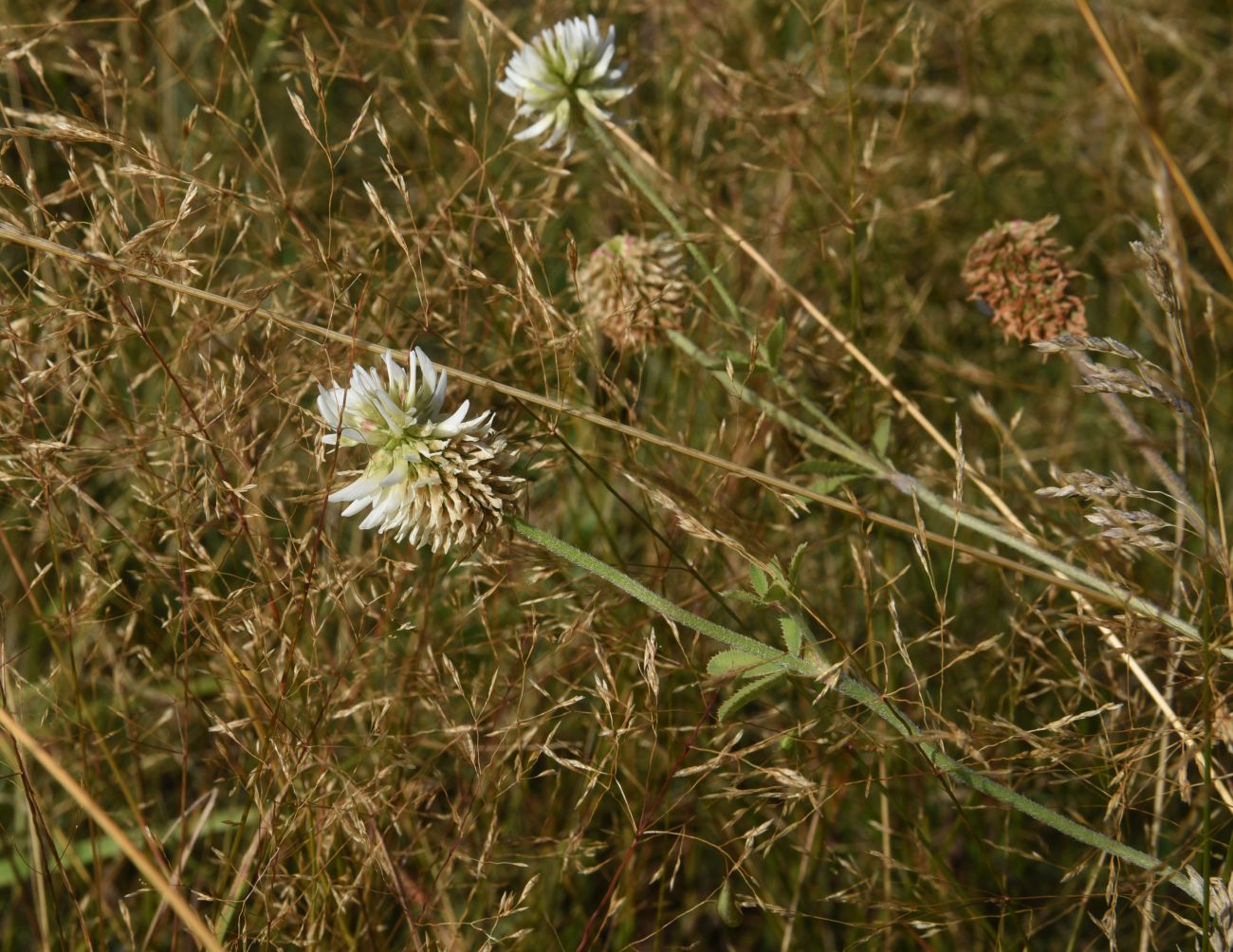 Изображение особи Trifolium montanum.