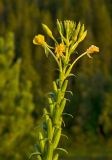 Oenothera rubricaulis. Верхушка доцветающего и плодоносящего растения. Башкортостан, Дуванский р-н, Заимкинский сельсовет, окр. дер. Усть-Аяз, долина р. Уфа, травянистый склон береговой террасы. 19 августа 2023 г.