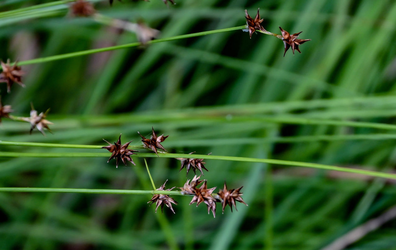 Image of Carex spicata specimen.