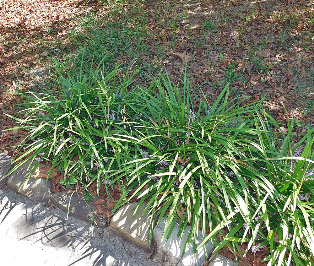 Изображение особи Liriope muscari.