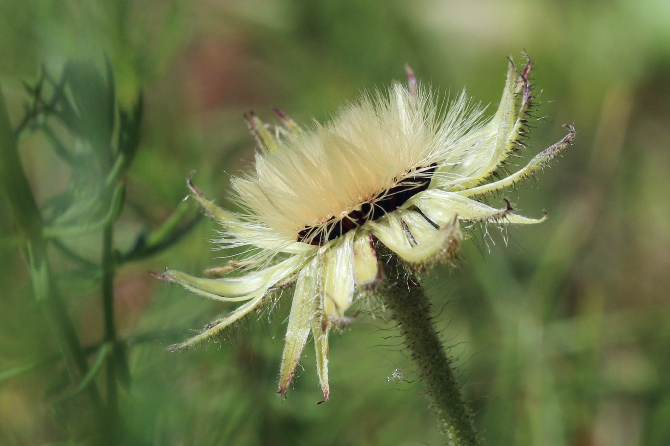 Изображение особи Pilosella officinarum.