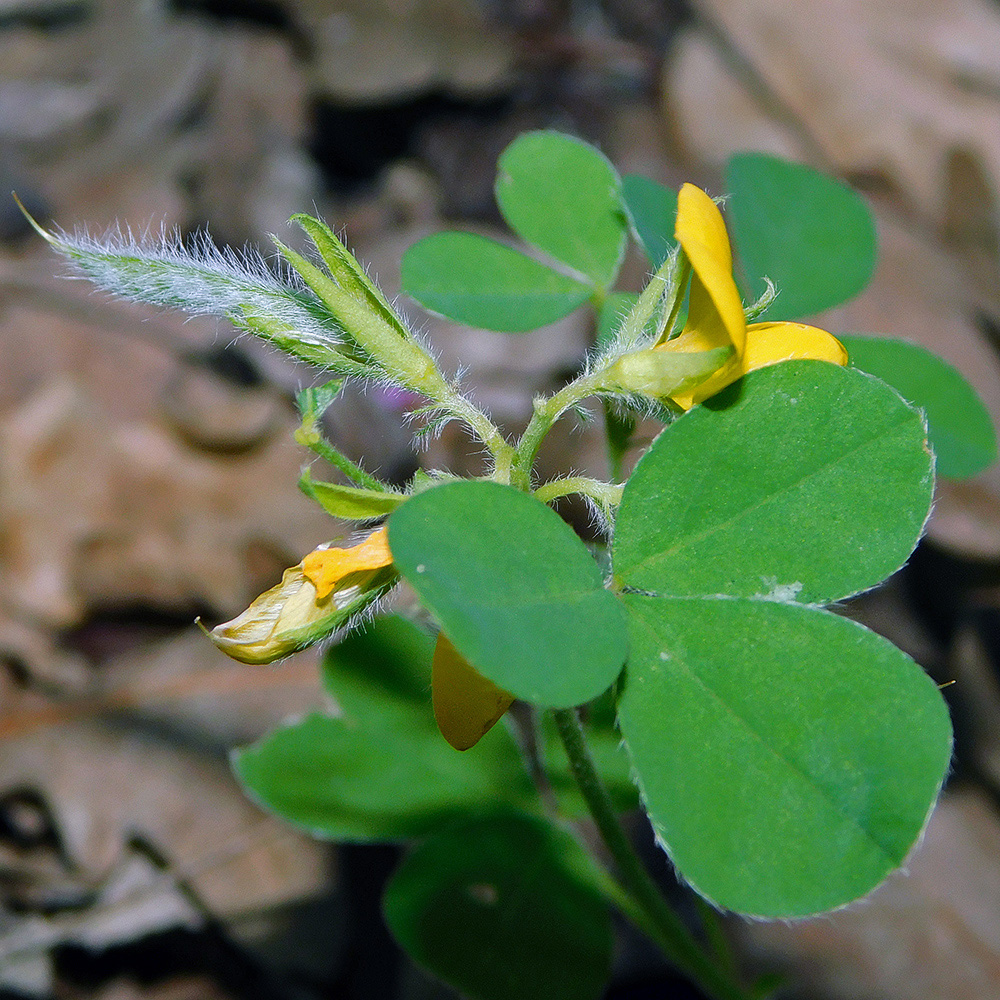 Изображение особи Argyrolobium biebersteinii.