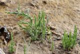 Salicornia europaea