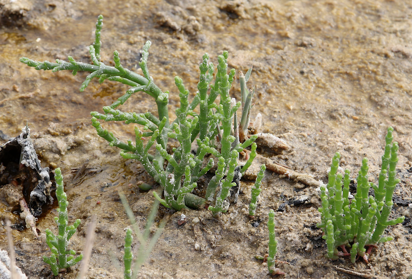 Изображение особи Salicornia europaea.