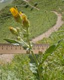Senecio taraxacifolius. Верхушка растения с соцветиями в разной степени развития. Кабардино-Балкария, Черекский р-н, юго-восточный склон горы Эркедыген, ≈ 2600 м н.у.м., скальное обнажение. 30.07.2024.