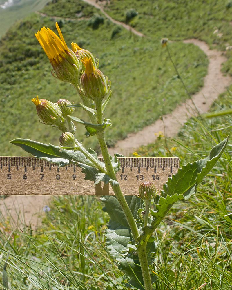 Image of Senecio taraxacifolius specimen.