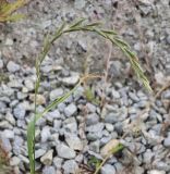 Смотреть изображение Elymus fibrosus