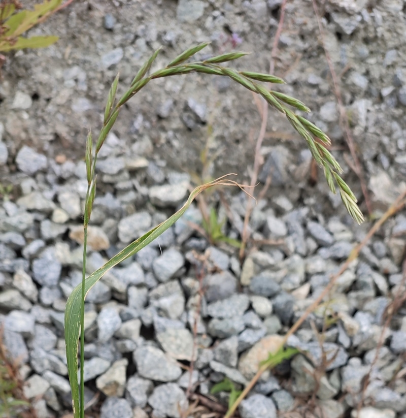 Изображение особи Elymus fibrosus.