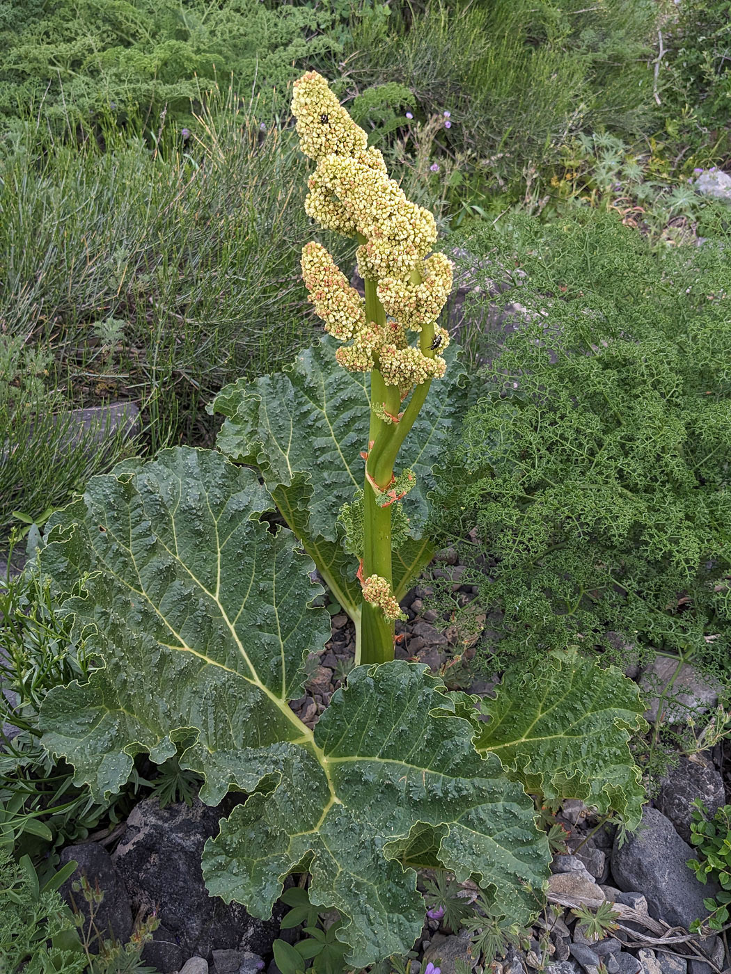 Image of Rheum cordatum specimen.