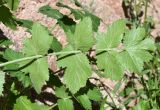 Semenovia dasycarpa