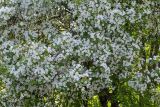 Смотреть изображение Malus baccata