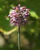 Смотреть изображение Allium komarovianum
