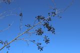View full-size image Alnus glutinosa