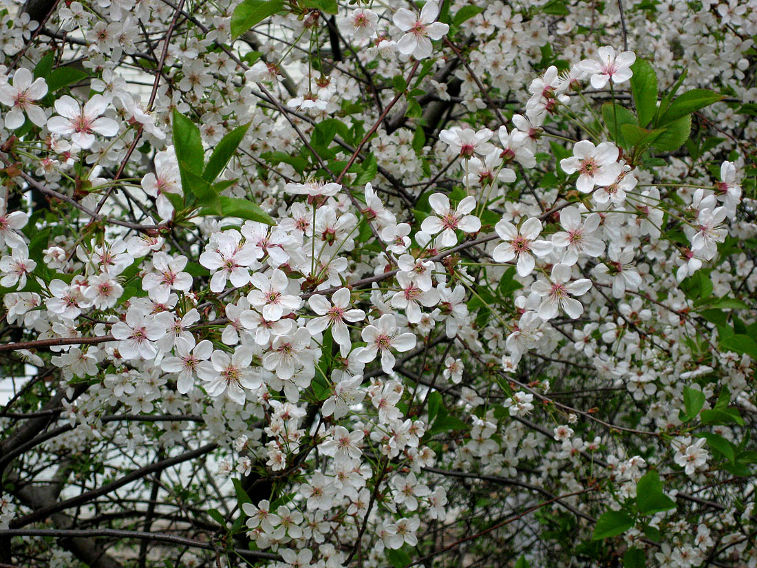 Изображение особи Cerasus vulgaris.