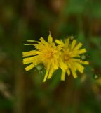 View full-size image Hieracium umbellatum