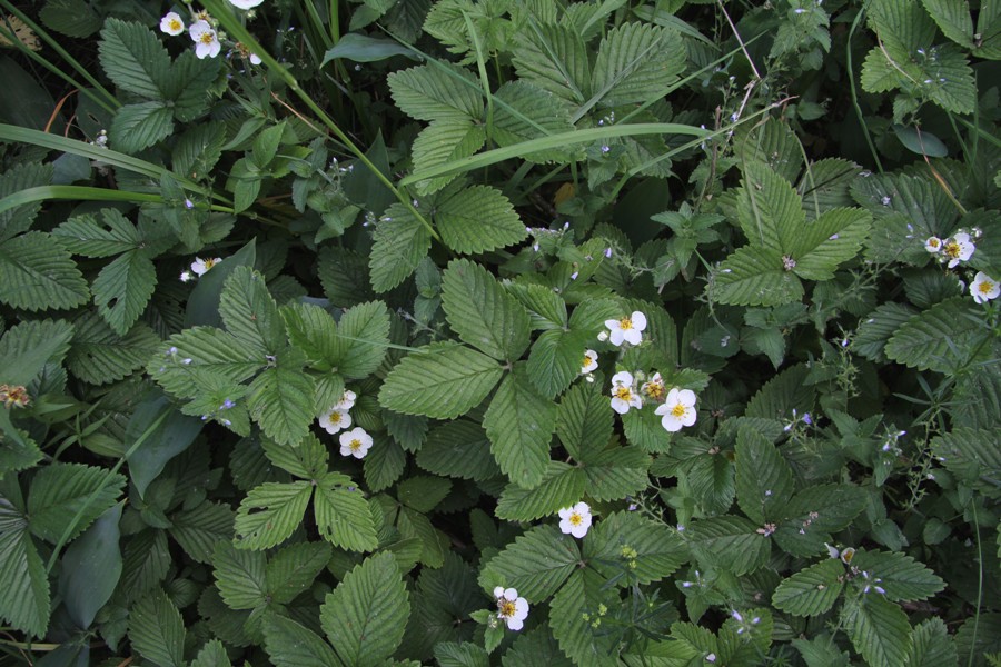 Image of Fragaria moschata specimen.