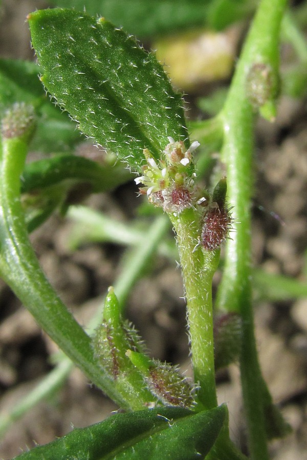 Image of Euclidium syriacum specimen.