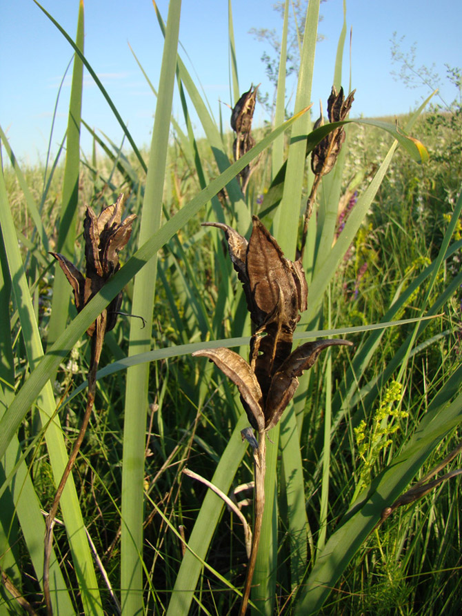 Изображение особи Iris halophila.