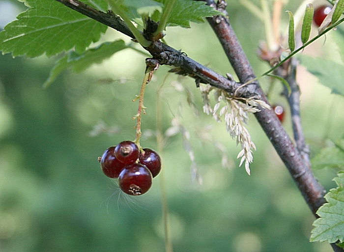 Image of Ribes atropurpureum specimen.