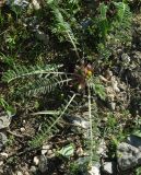 genus Astragalus