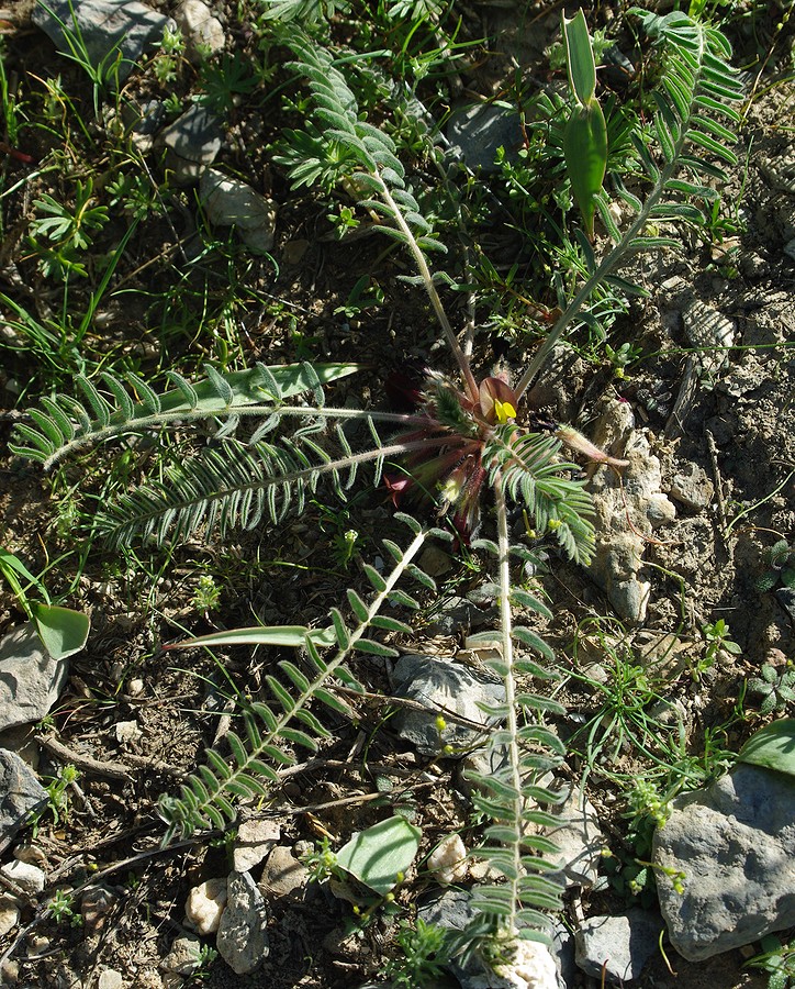 Image of genus Astragalus specimen.