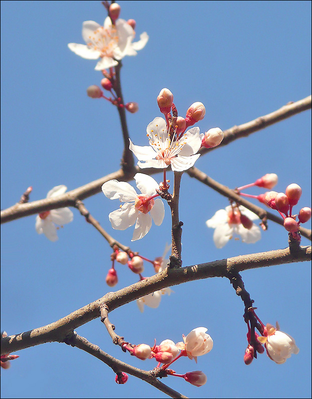 Image of Prunus cerasifera specimen.