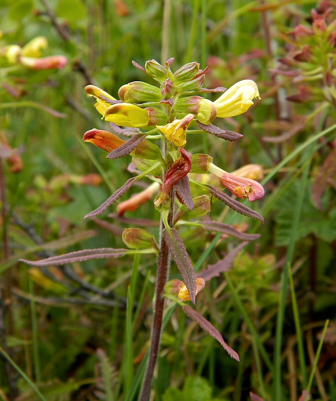 Image of Pedicularis labradorica specimen.