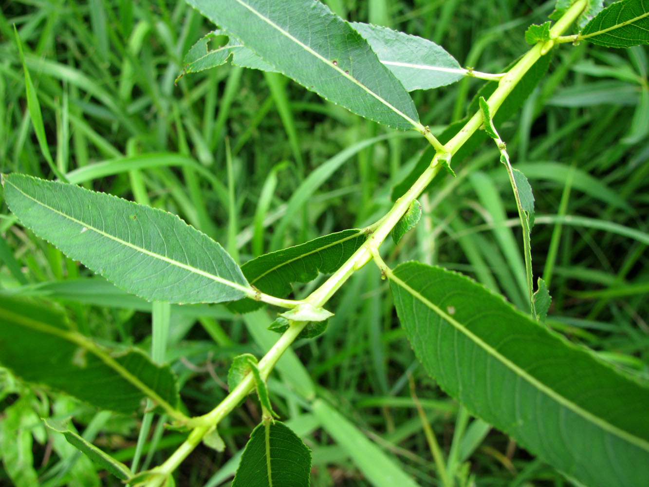 Изображение особи Salix &times; meyeriana.