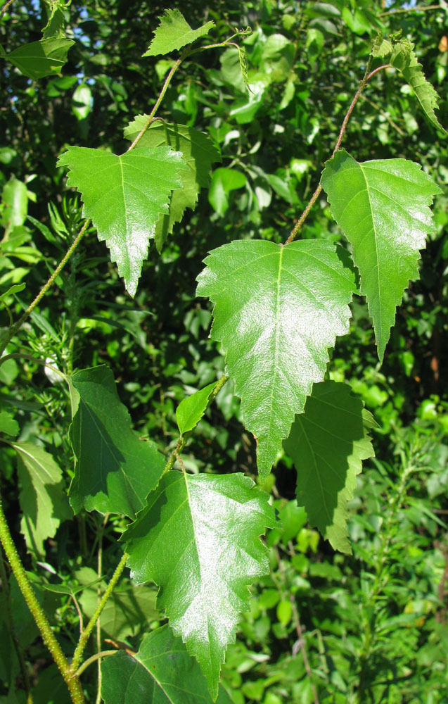 Изображение особи Betula pendula.