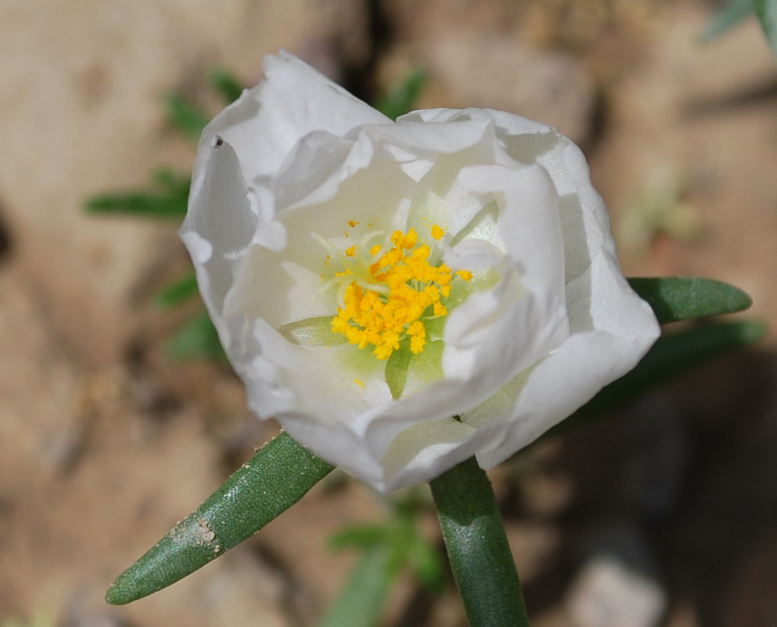 Image of Portulaca grandiflora specimen.