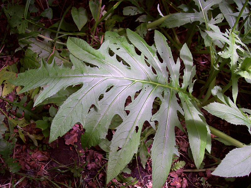 Image of Cirsium oleraceum specimen.