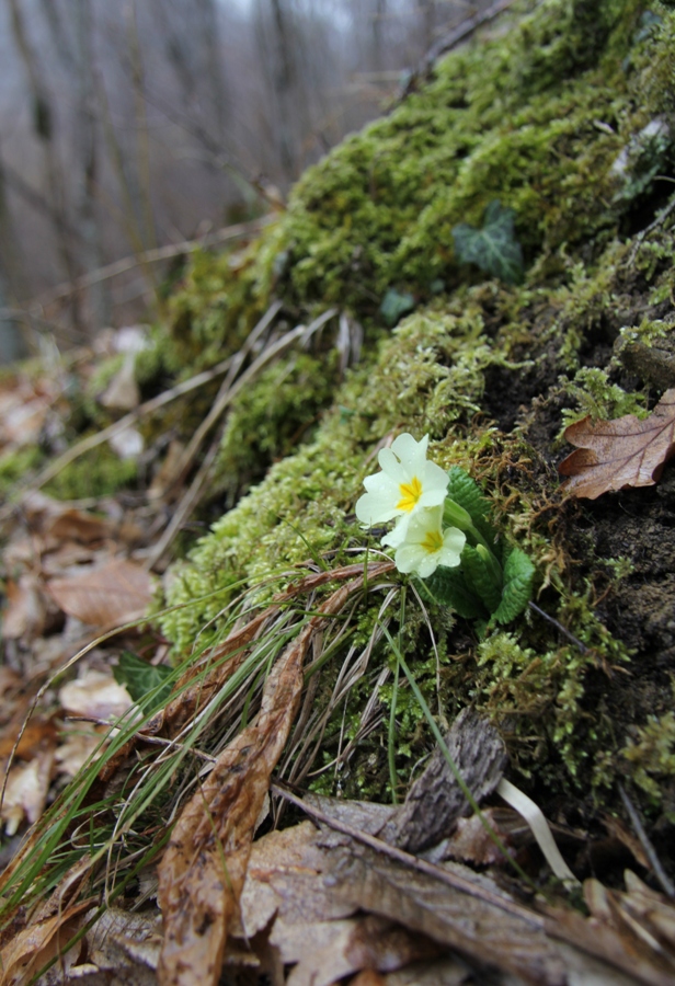 Image of Primula vulgaris specimen.