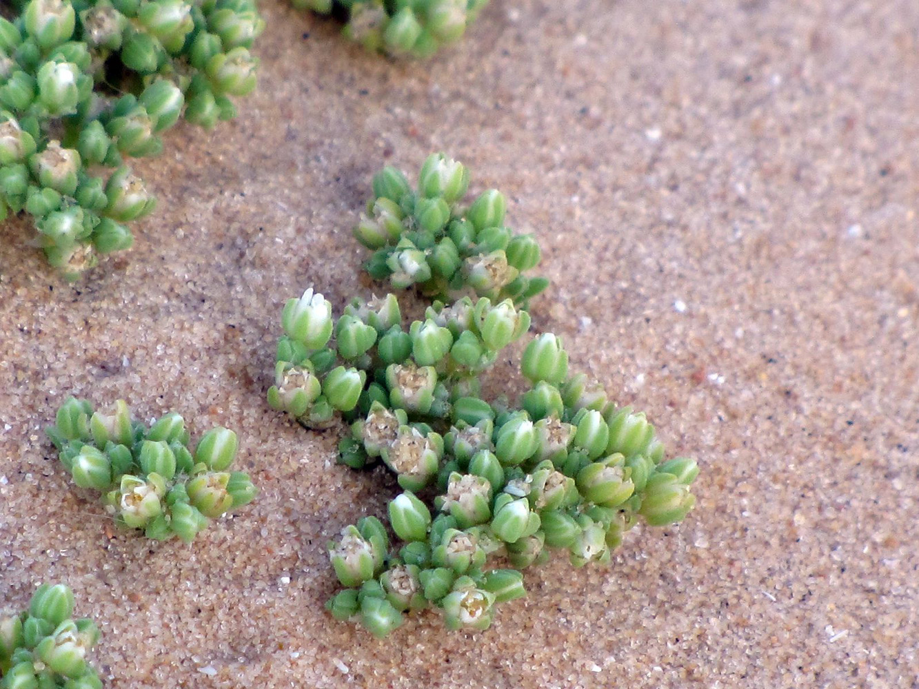 Image of Polycarpon succulentum specimen.