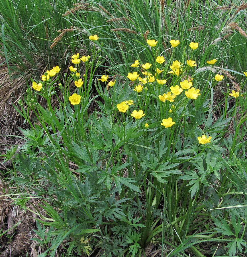 Image of Ranunculus repens specimen.