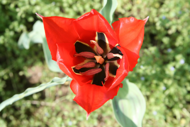 Изображение особи Tulipa micheliana.