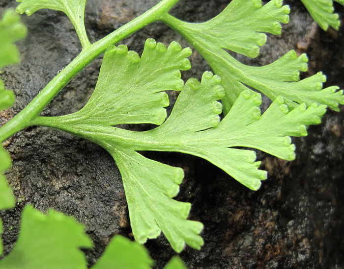 Image of Dennstaedtia wilfordii specimen.