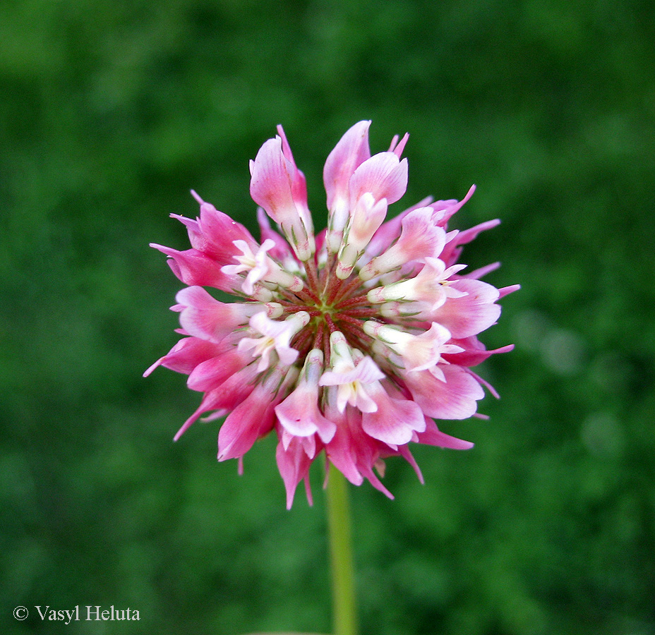 Image of Trifolium hybridum specimen.