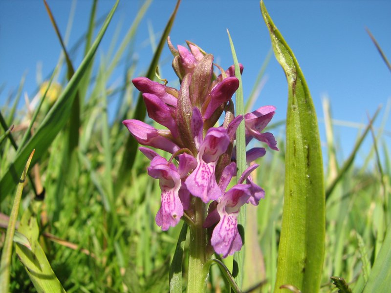 Image of Dactylorhiza incarnata specimen.