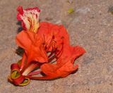 Delonix regia