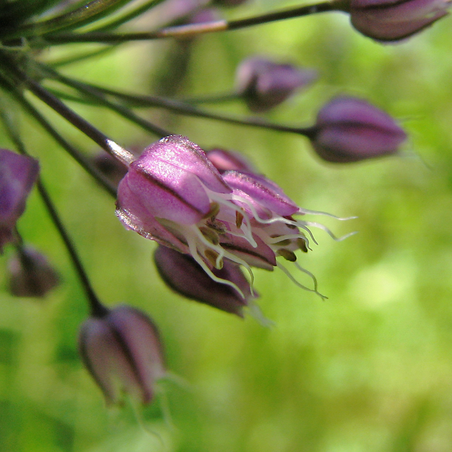 Image of Allium rotundum specimen.