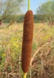 Typha laxmannii. Соплодие. Крым, Симферополь, западный берег Симферопольского водохранилища. 2 августа 2012 г.