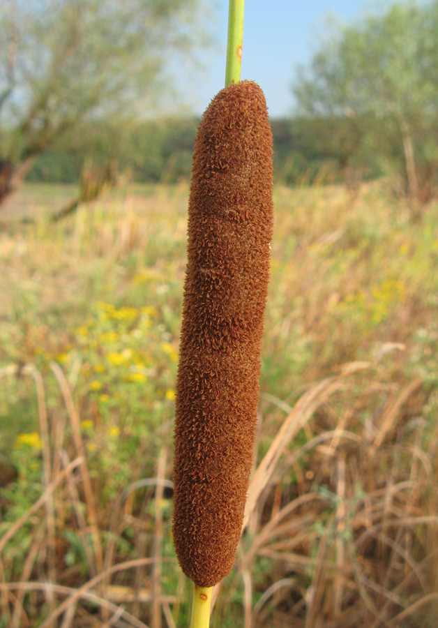 Изображение особи Typha laxmannii.