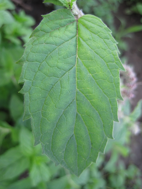 Изображение особи Mentha longifolia.