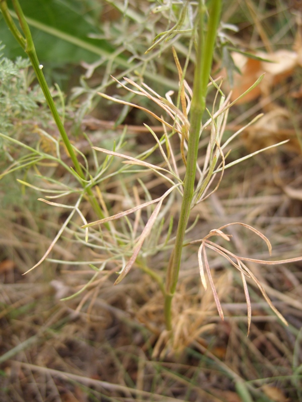 Image of Seseli annuum specimen.